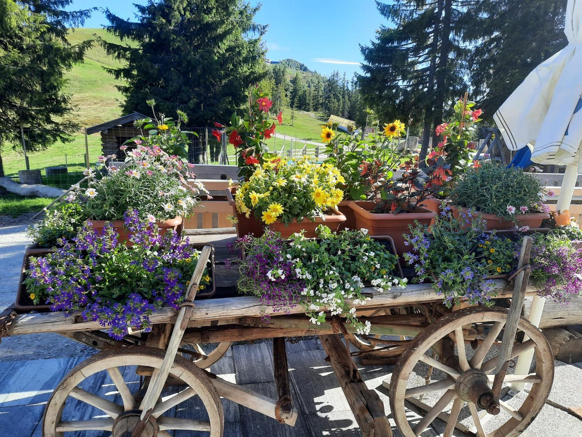 Berggasthof Schatzbergalm Thierbach 外观 照片
